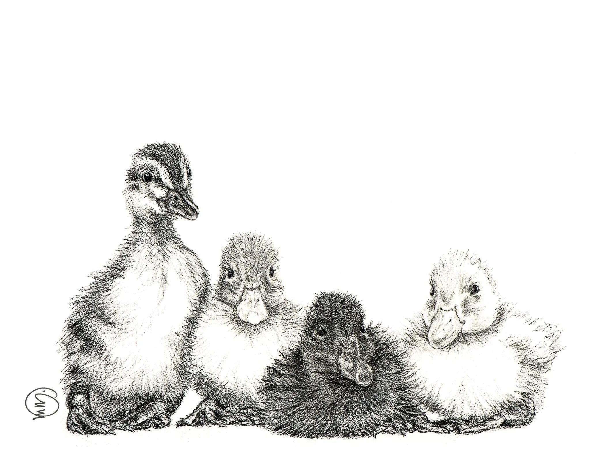 Hand-drawn illustration of four cute baby ducklings with fluffy feathers on a white background
