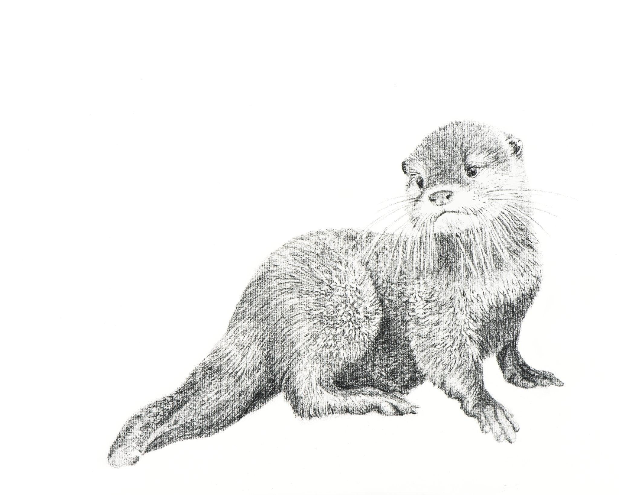 Pencil sketch of a cute baby otter sitting on a white background