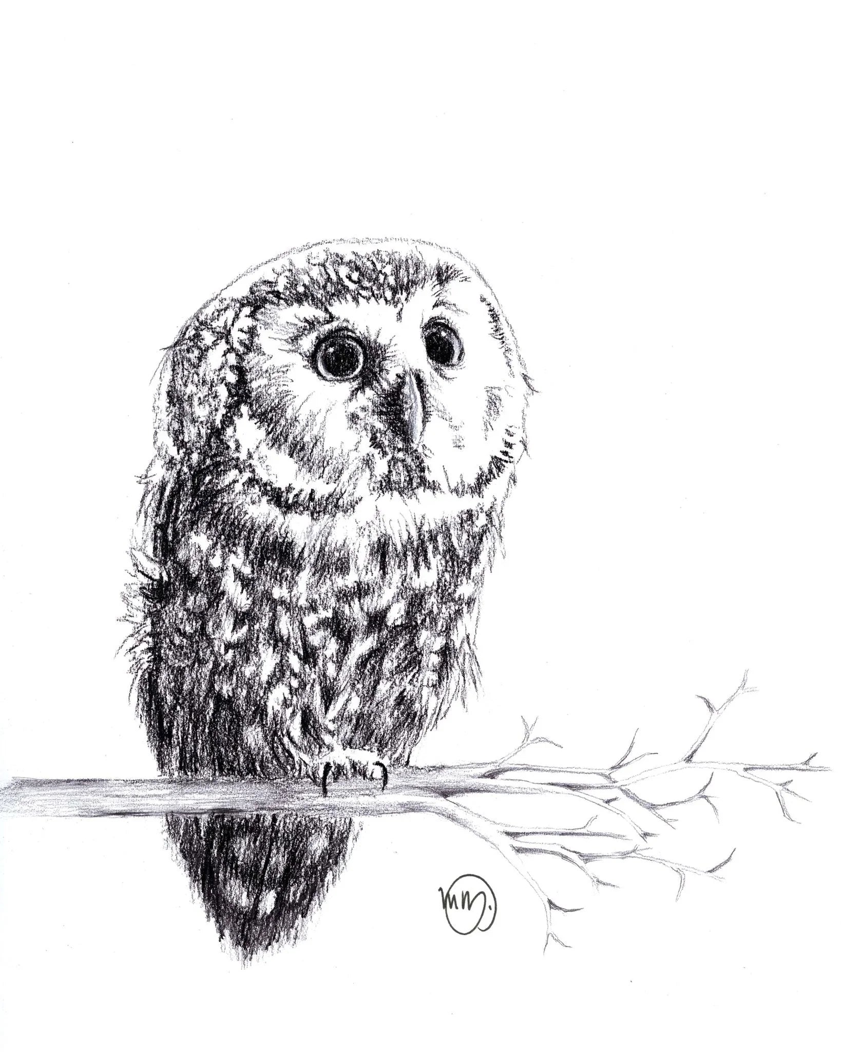 Pencil sketch of a cute baby owl with big eyes perched on a tree branch.