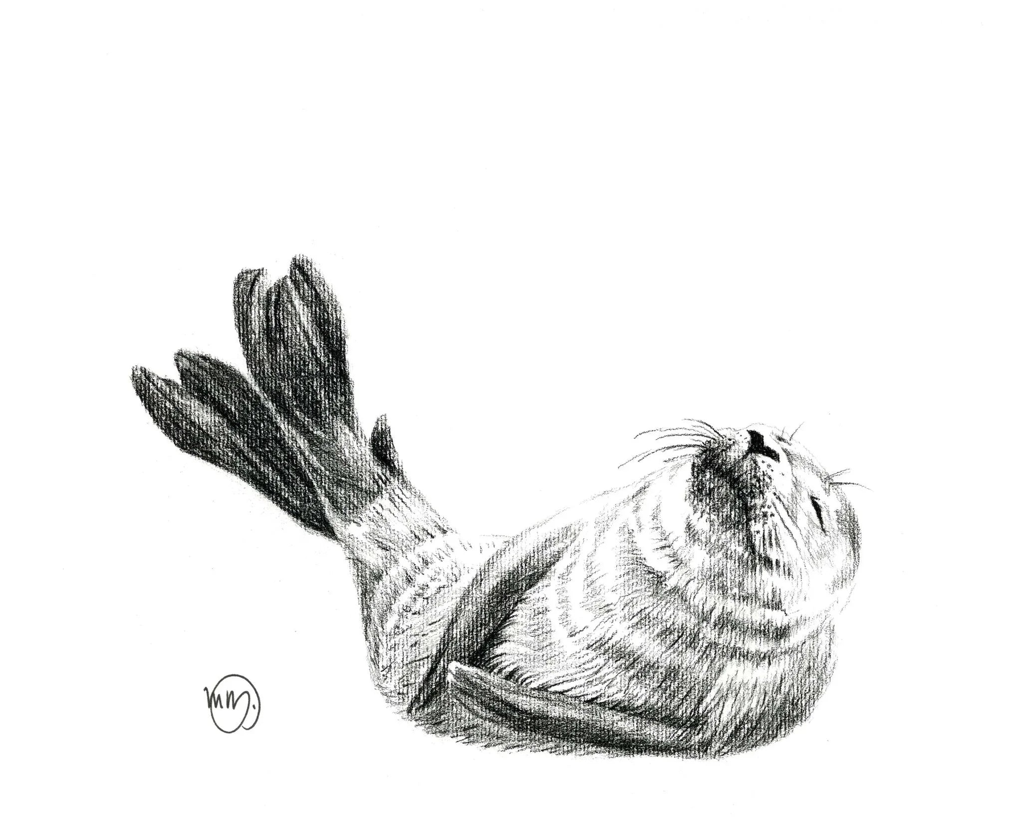 Pencil sketch of a cute baby seal lying on its back, white background, marine animal art