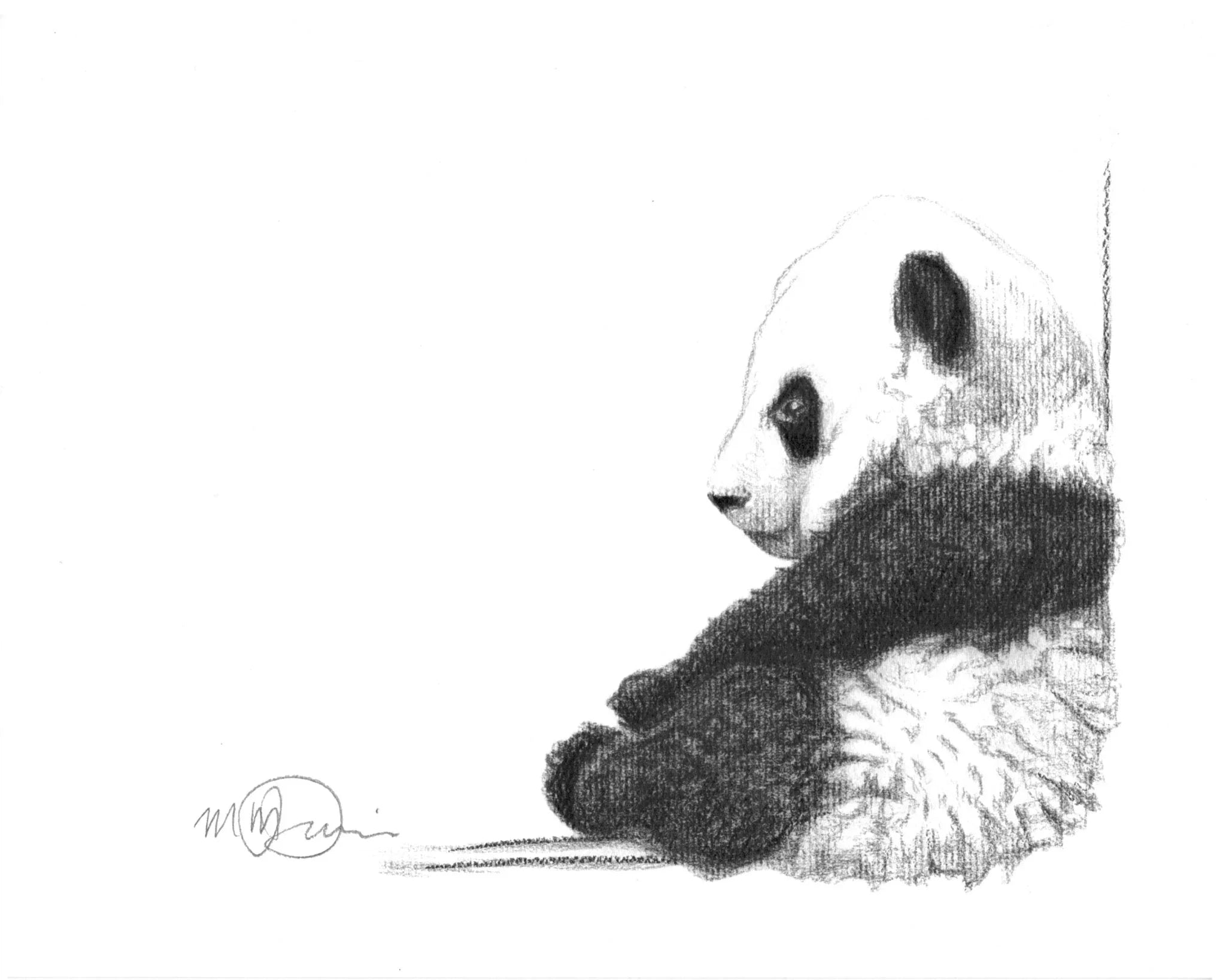 Cute sitting panda pencil sketch, fluffy fur, black and white drawing, minimalist style