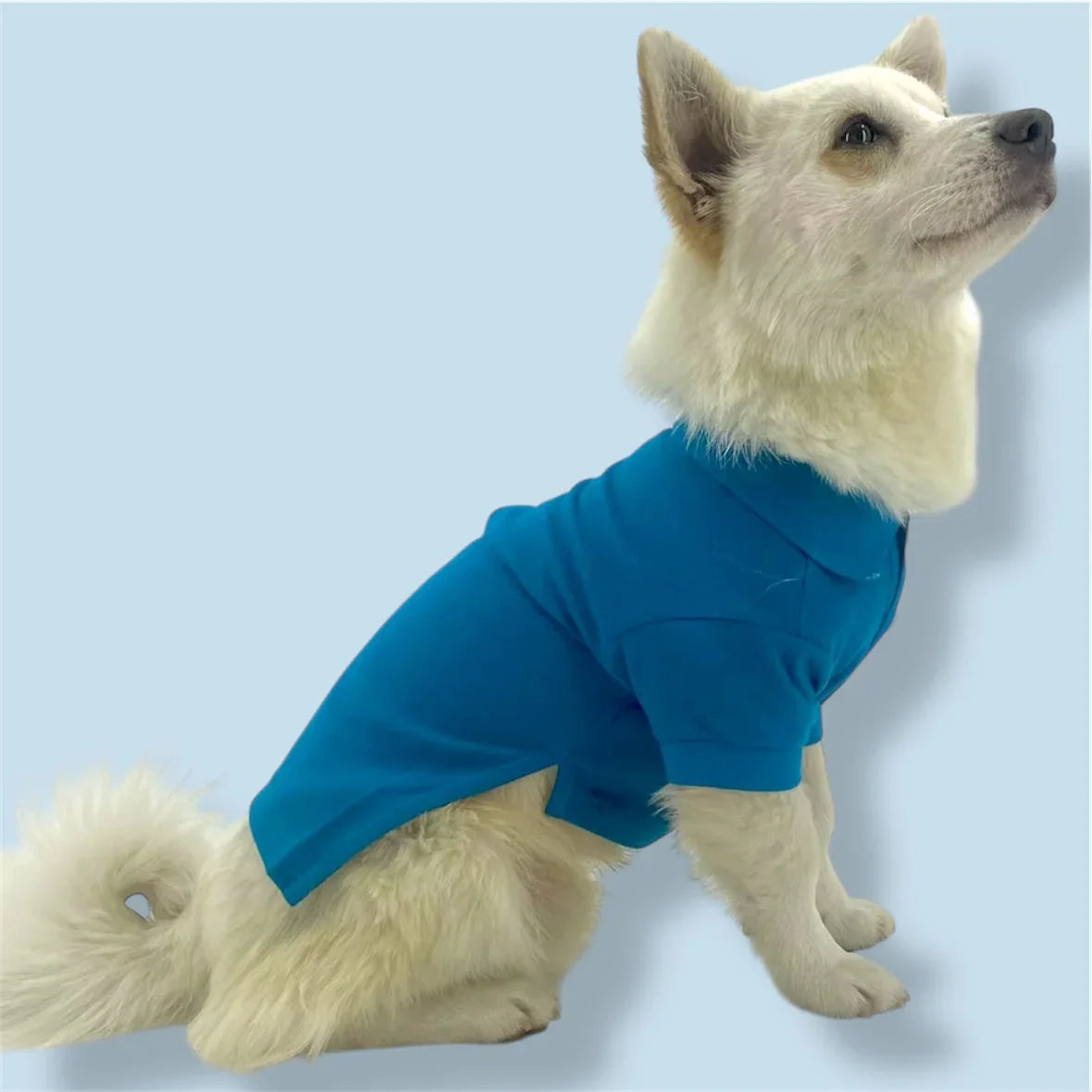 White fluffy dog wearing a blue polo shirt against a light blue background