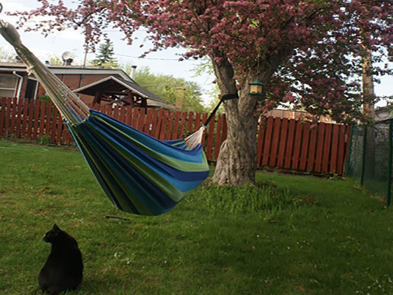 Blue and green Brazilian hammock in backyard with blooming tree and black cat