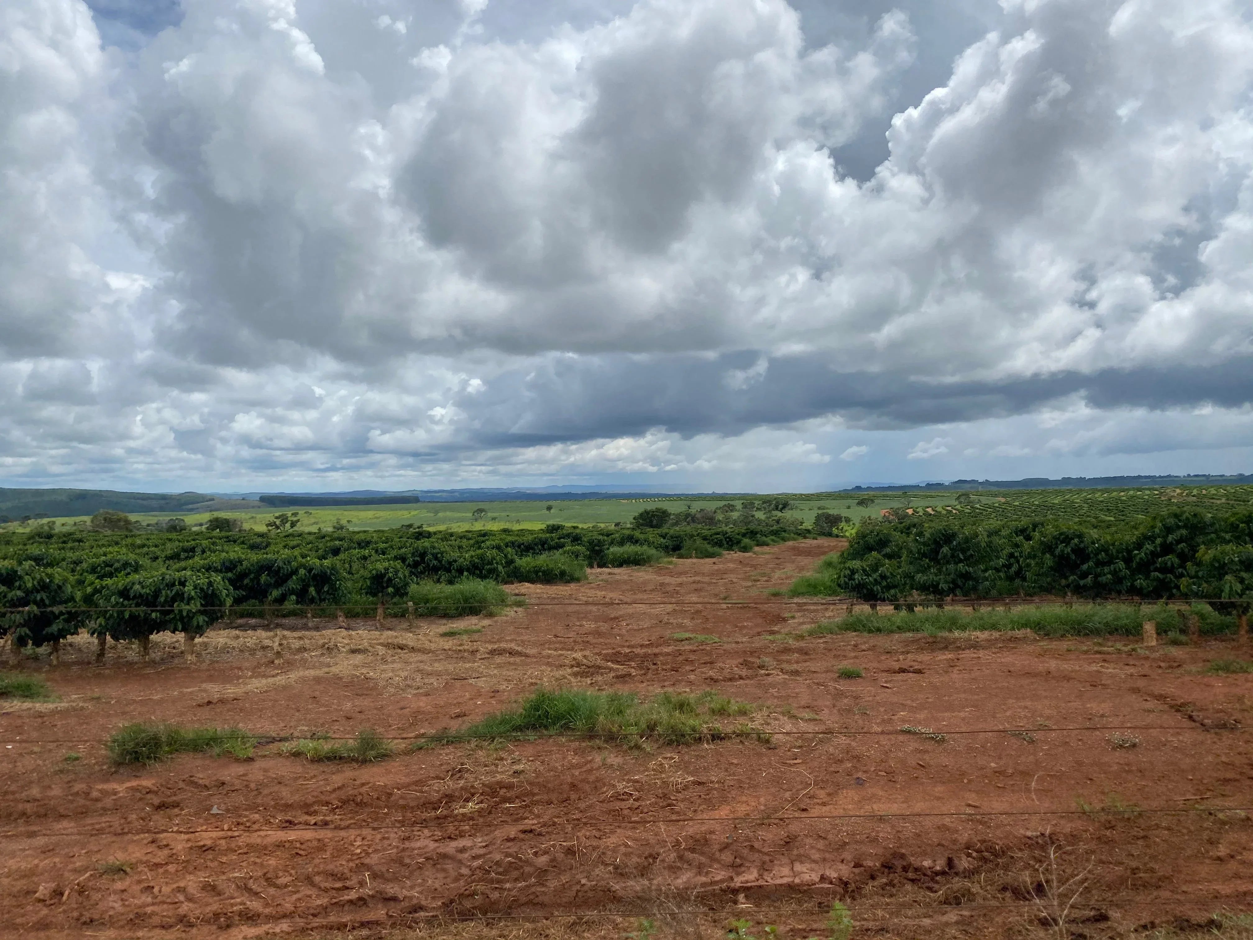 Expansive coffee farm with green crops, red soil, and cloudy sky in rural landscape