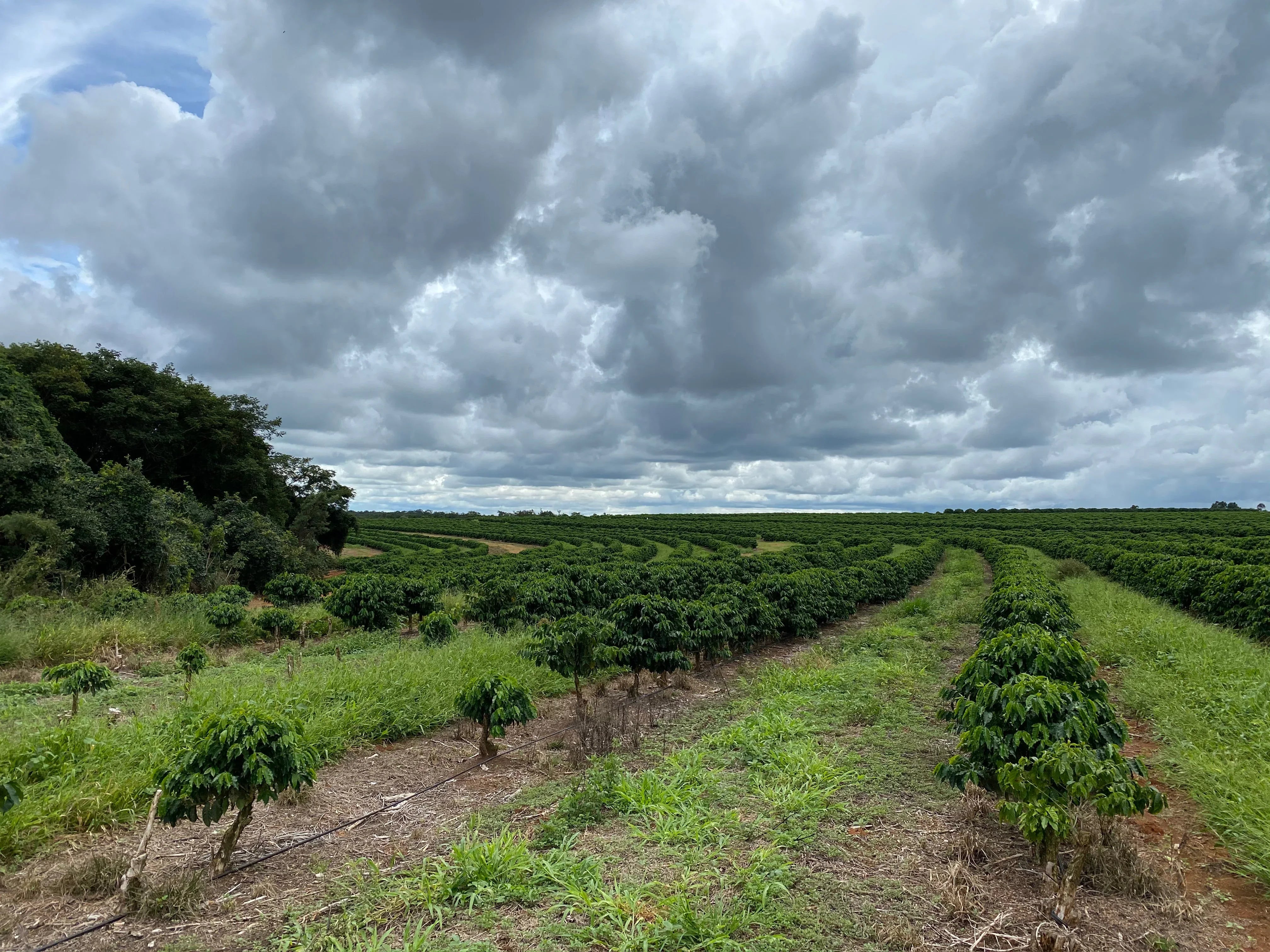 Lush green coffee plantation under cloudy sky with rows of coffee plants and surrounding trees