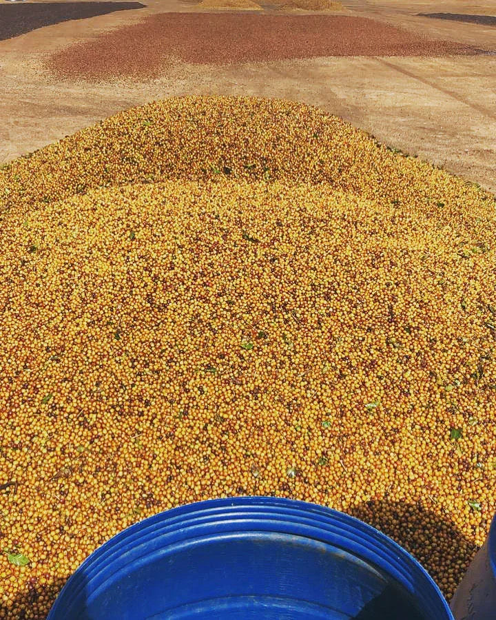 Fresh coffee cherries piled on the ground with a blue bucket in a farm setting