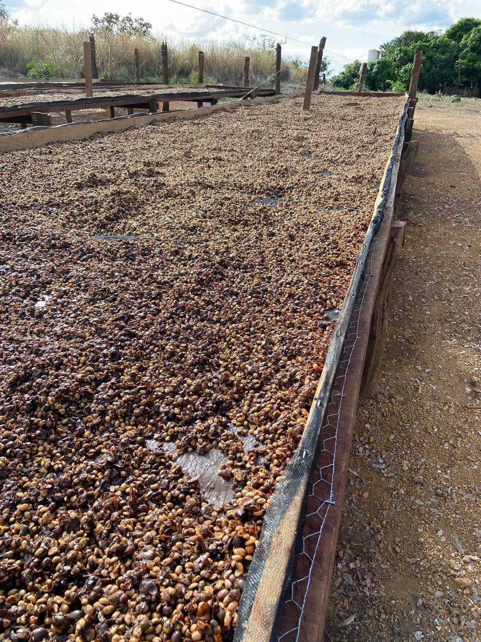 Coffee beans drying on raised outdoor drying beds at a coffee farm