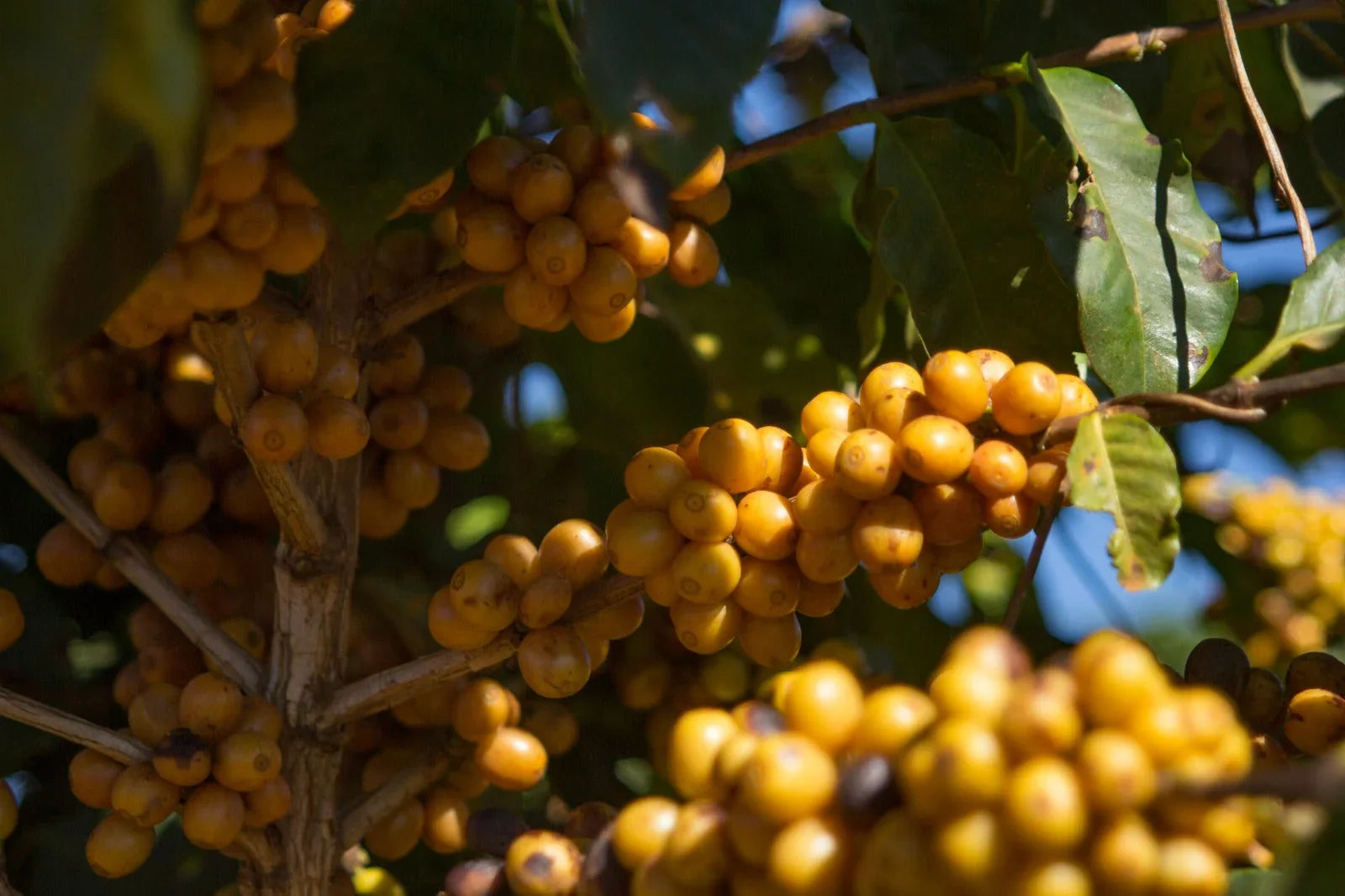 Yellow coffee cherries growing on branches with green leaves in sunlight