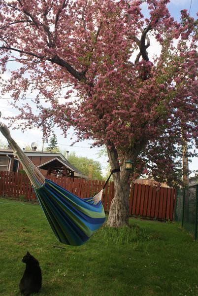 Tree straps securing a hammock to a blooming tree in a backyard with a black cat nearby.