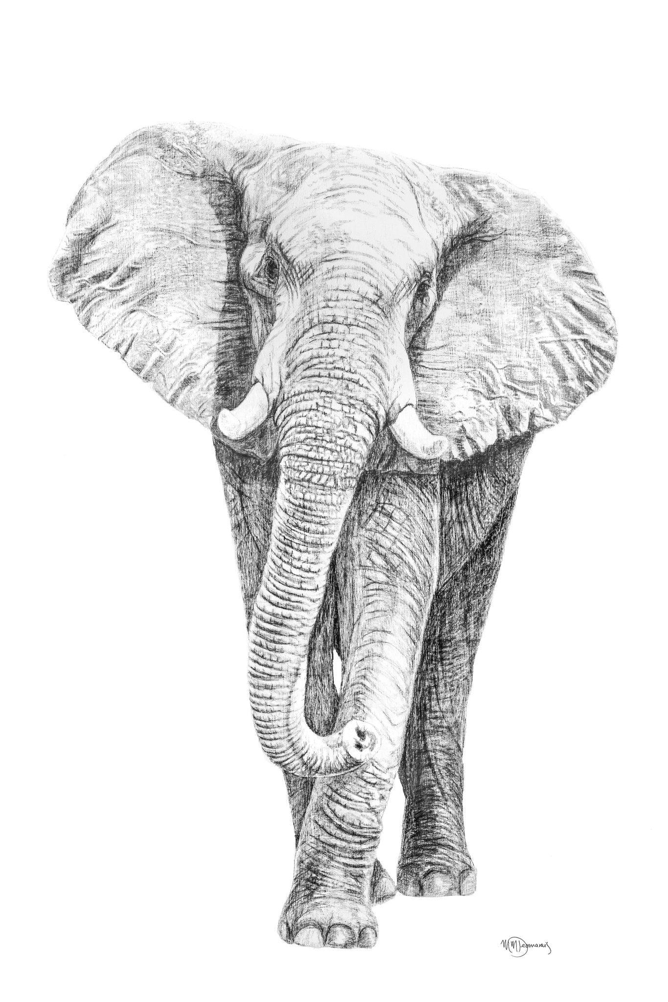 Detailed pencil sketch illustration of an African elephant on a white background