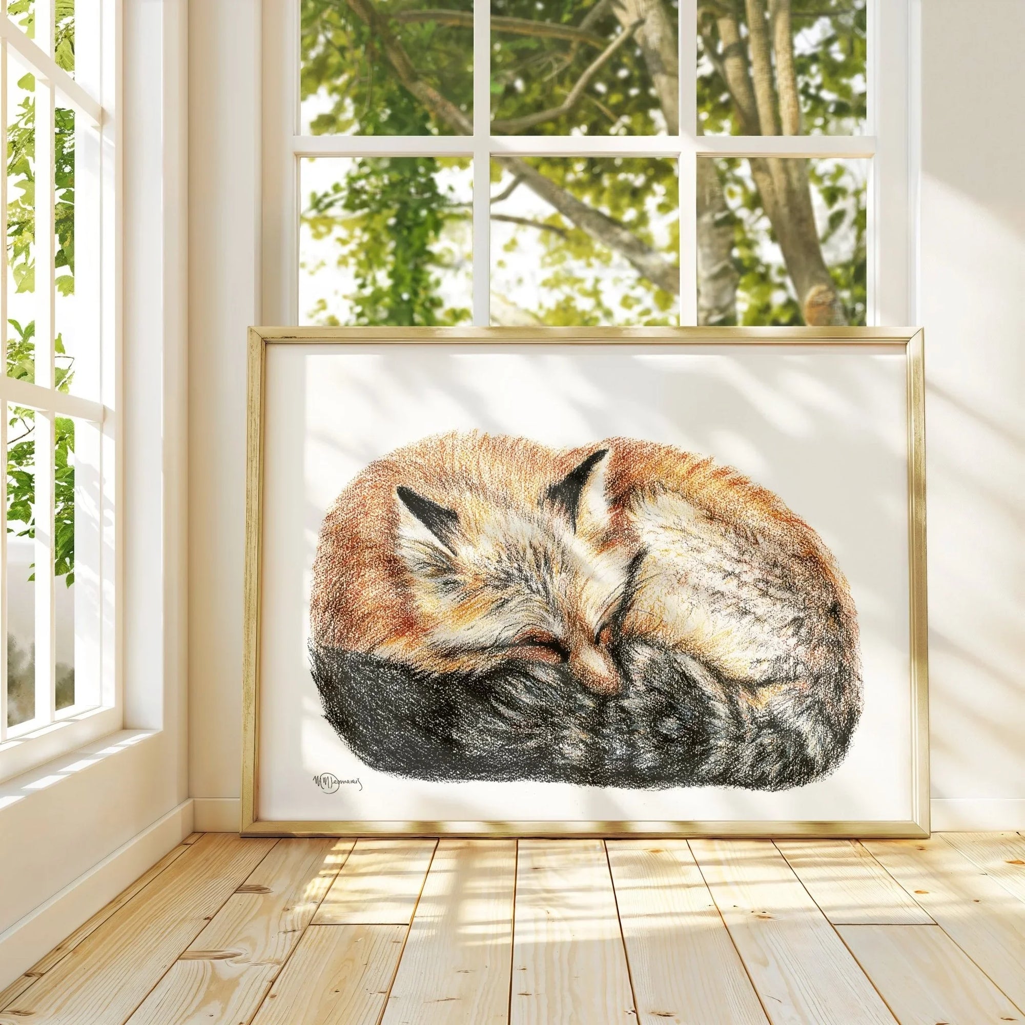 Framed colored illustration of a sleeping curled fox on wooden floor by sunny window