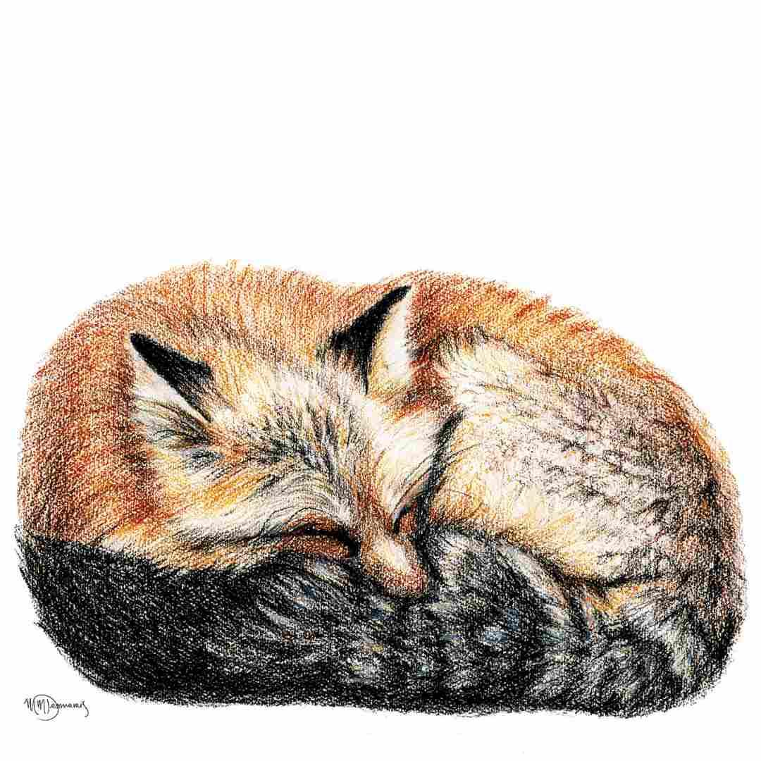 Hand-drawn fox curled up sleeping, greeting card artwork on white background