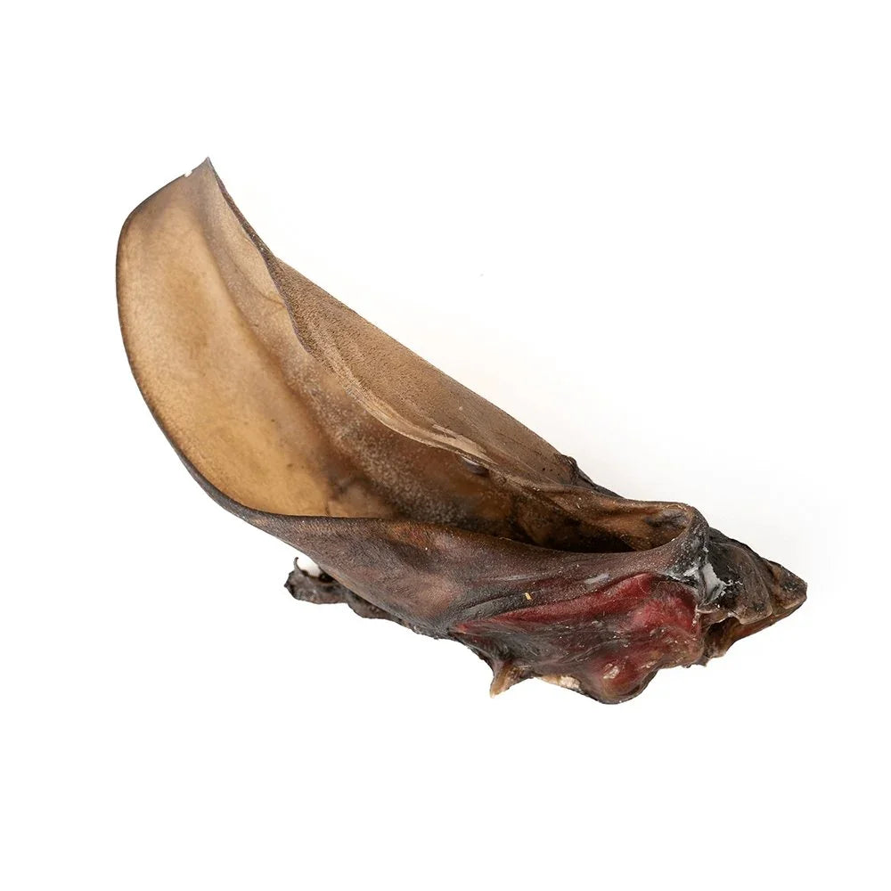 Single dried beef ear dog treat on a white background