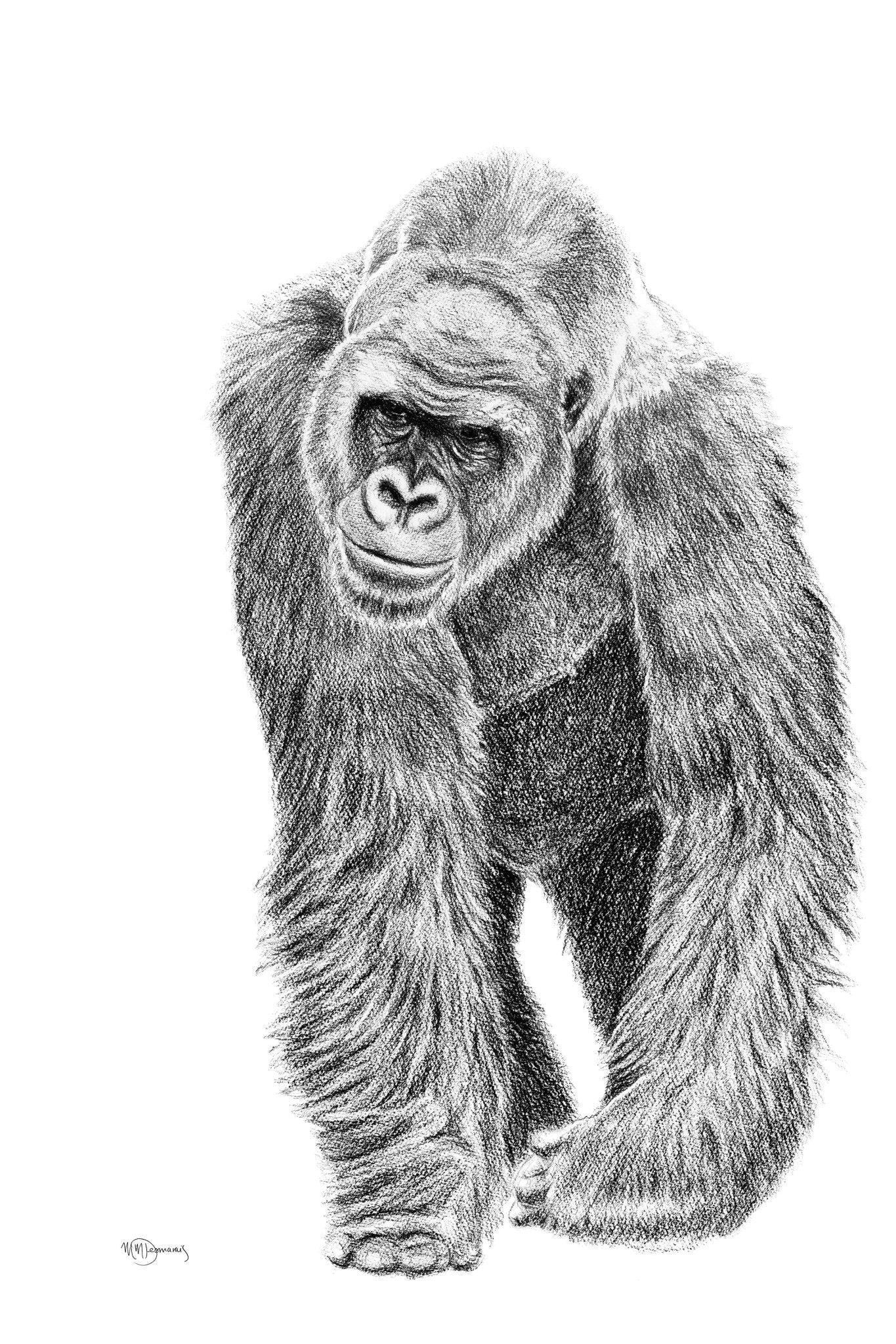 Hand-drawn black and white gorilla illustration, detailed fur, white background