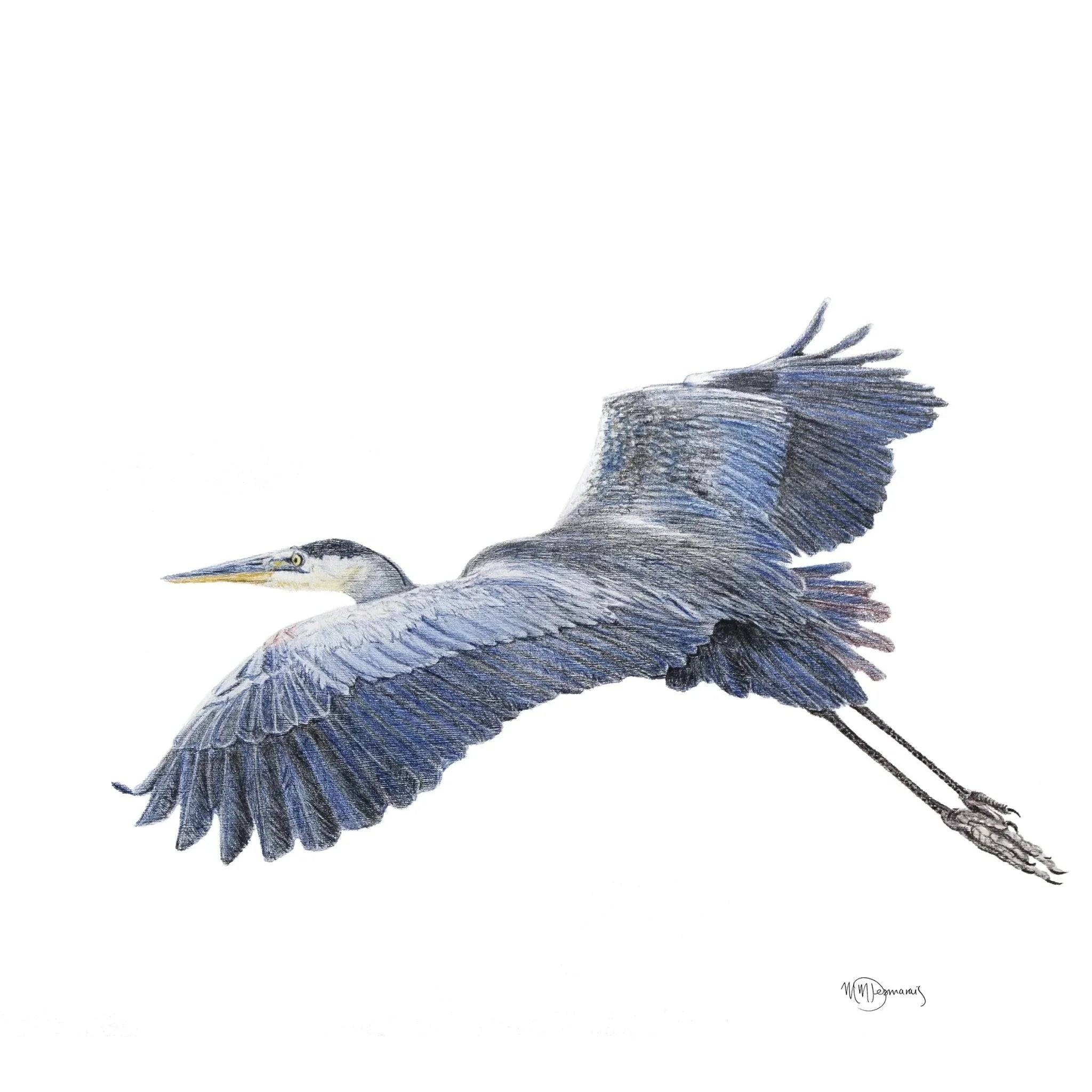 Great blue heron illustration showing bird in flight on a white background