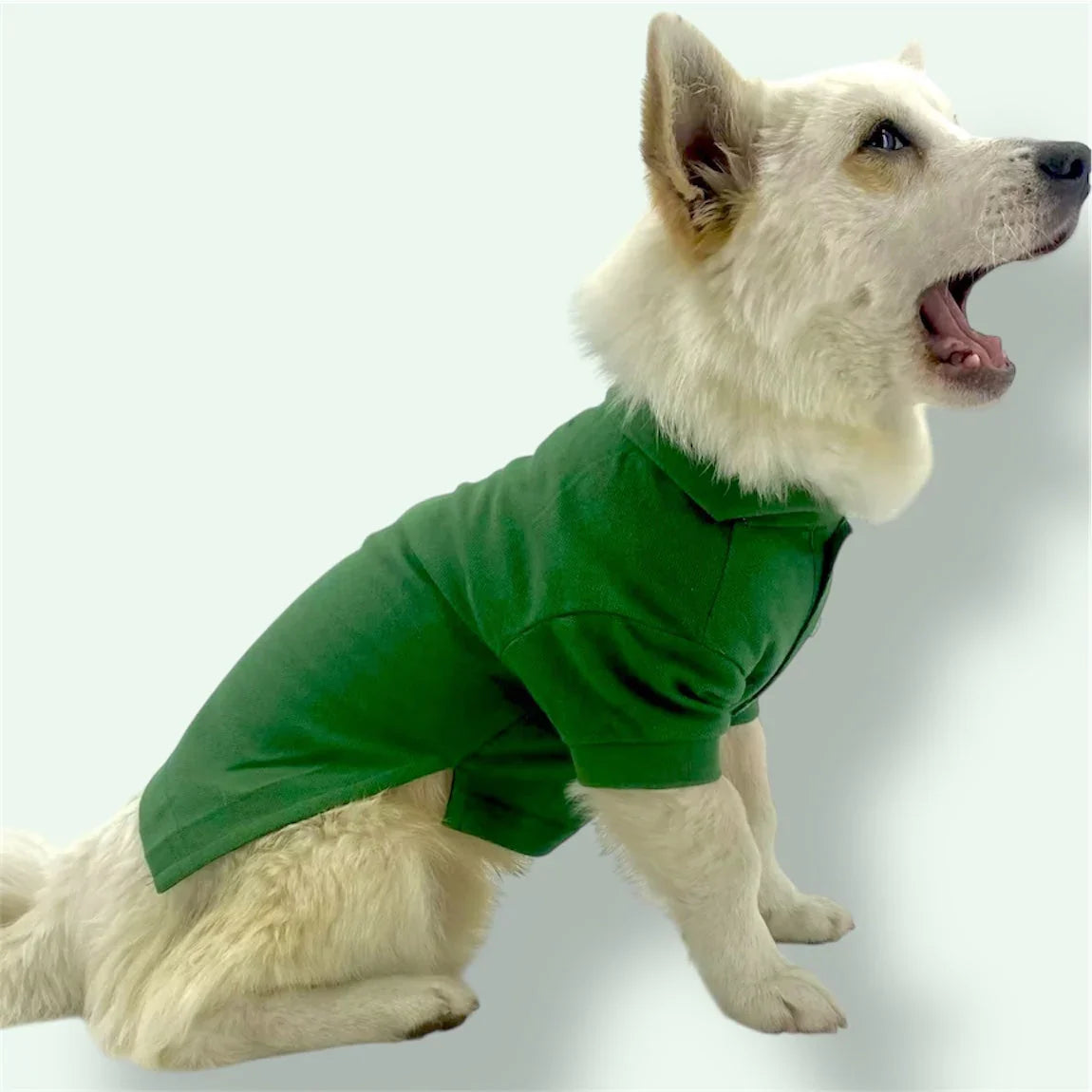 White dog wearing green polo shirt sitting and yawning on light background