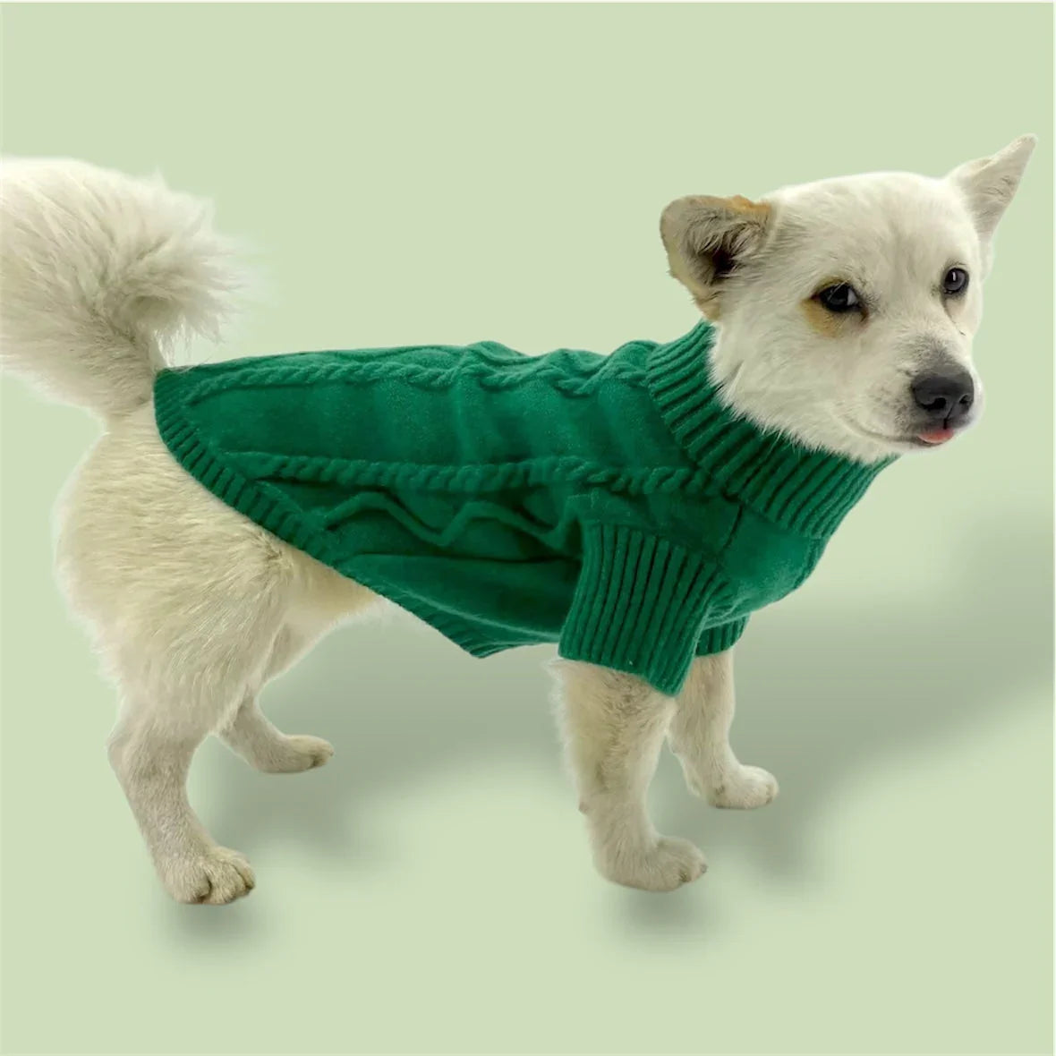 White dog wearing green knit sweater on light green background