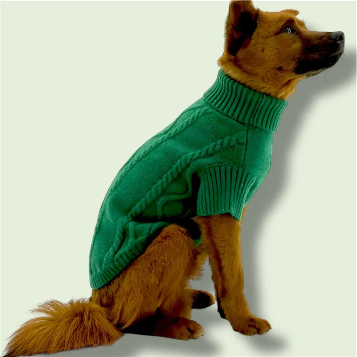 Brown dog in green cable knit sweater sitting against light background