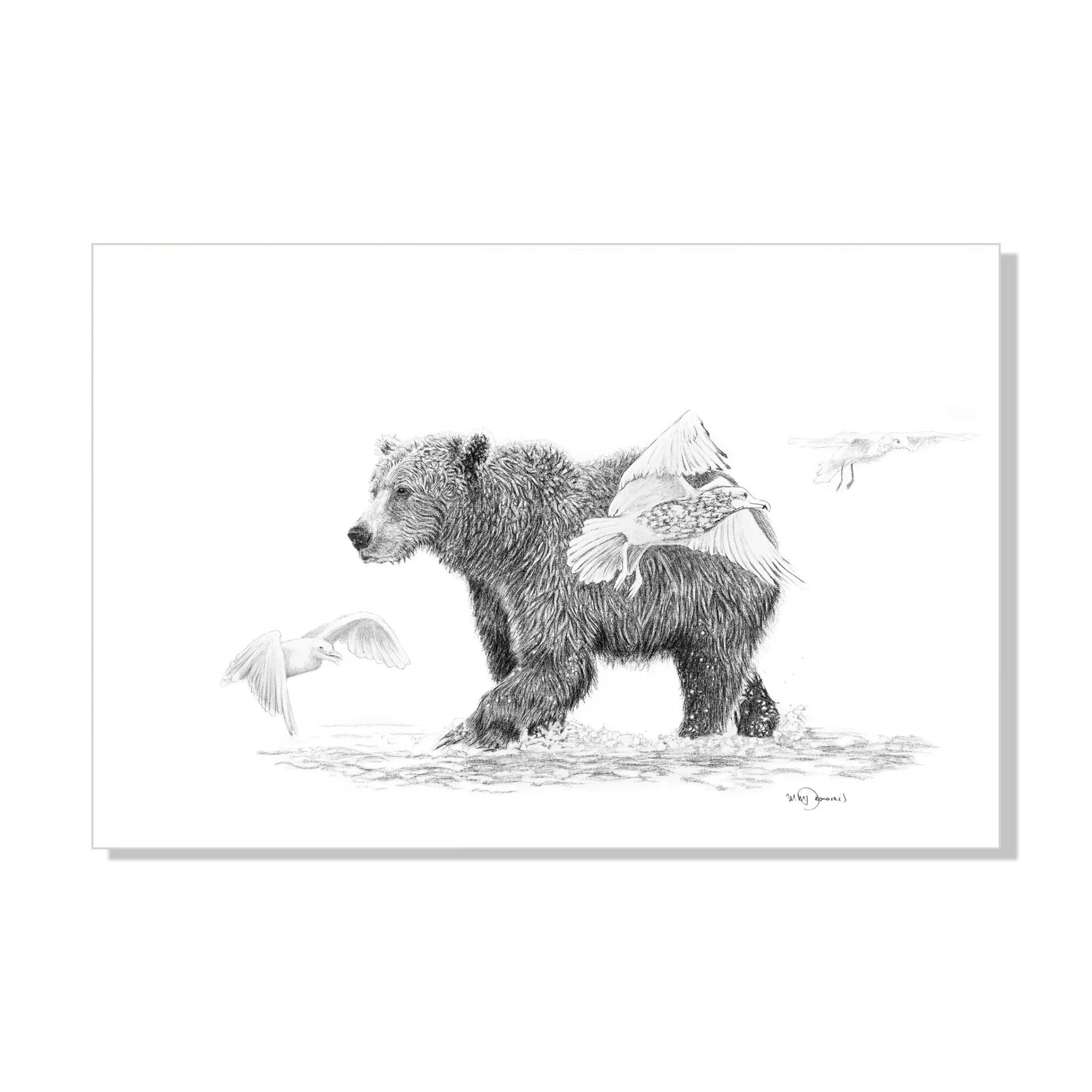 Pencil drawing of a grizzly bear walking in water with birds flying around
