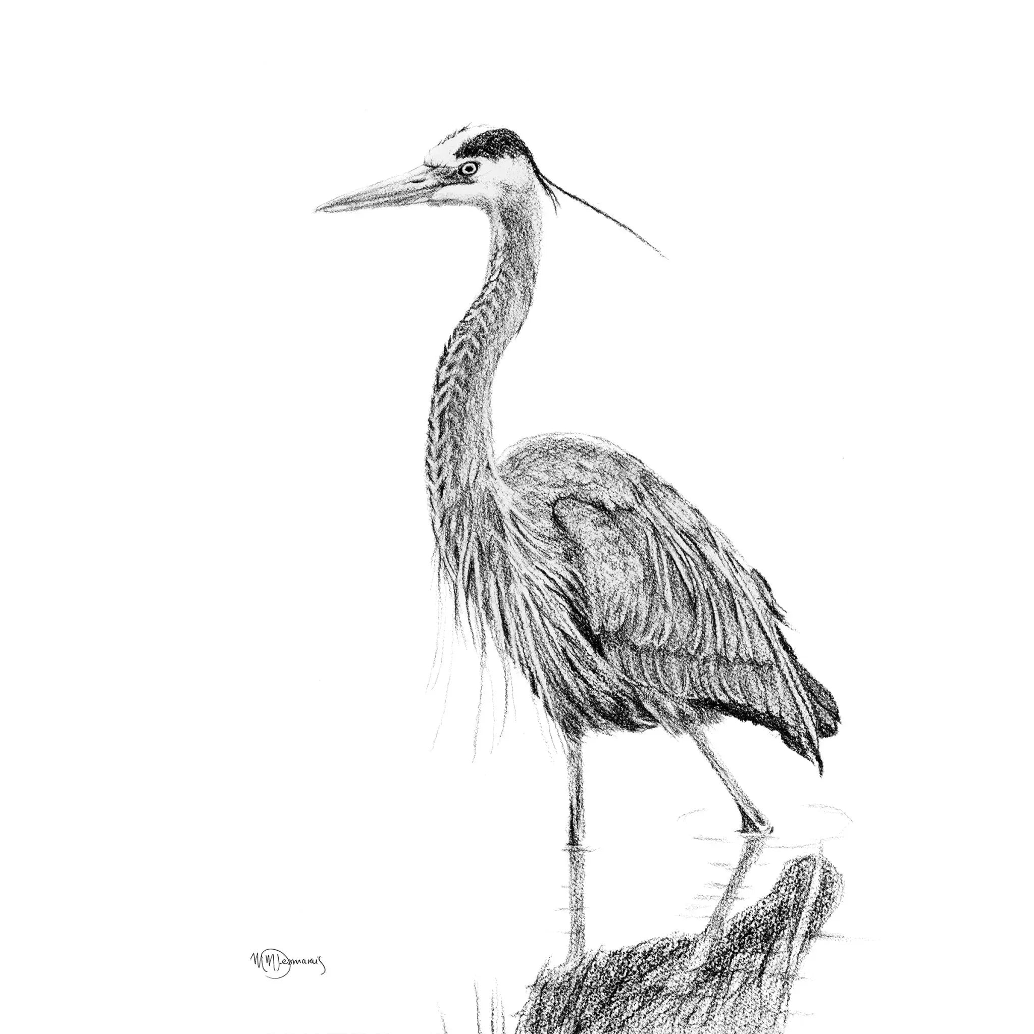 Great blue heron illustration walking in shallow water, pencil sketch on white background
