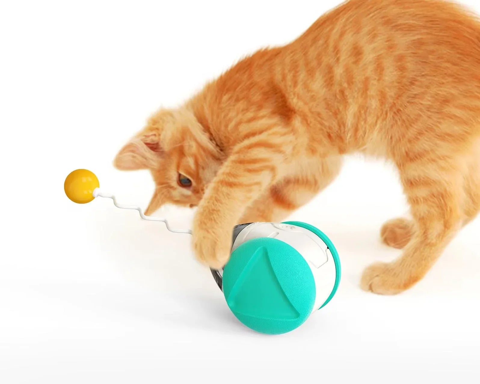 Orange kitten playing with interactive cat toy on white background