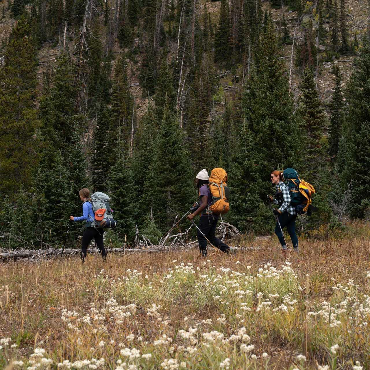 Three hikers with large backpacks trekking through a mountain forest clearing