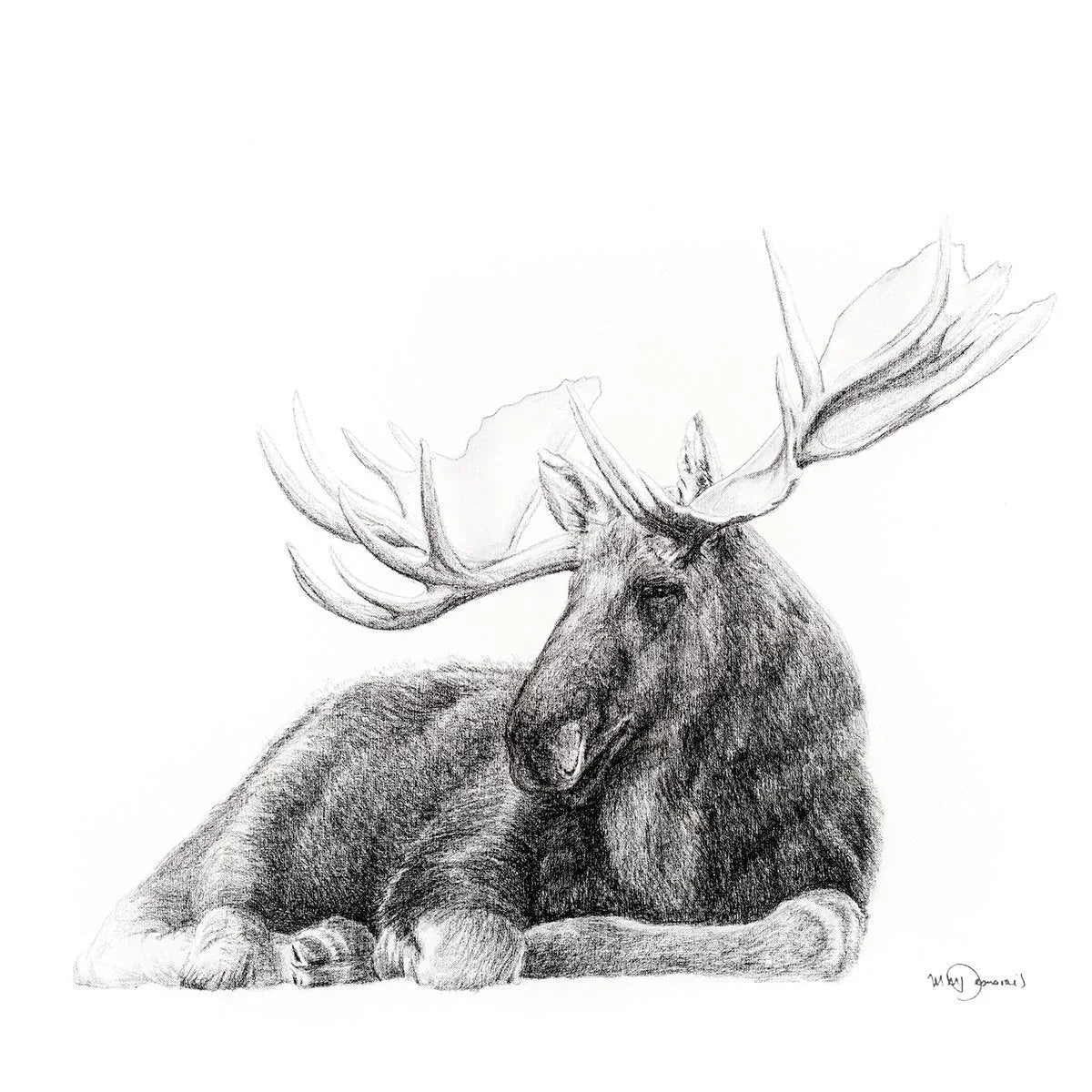 Realistic pencil drawing of a majestic moose with large antlers resting on white background