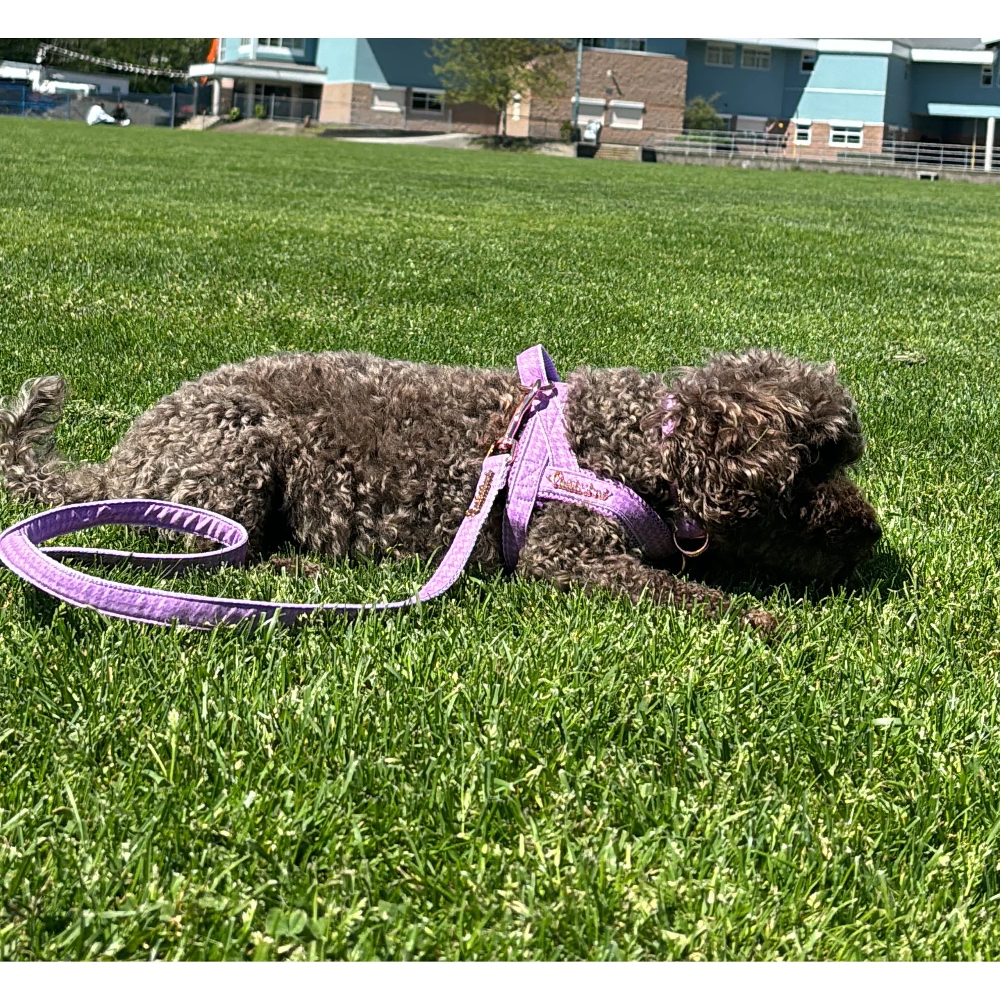 Curly brown dog with purple harness and leash lying on grassy lawn near buildings