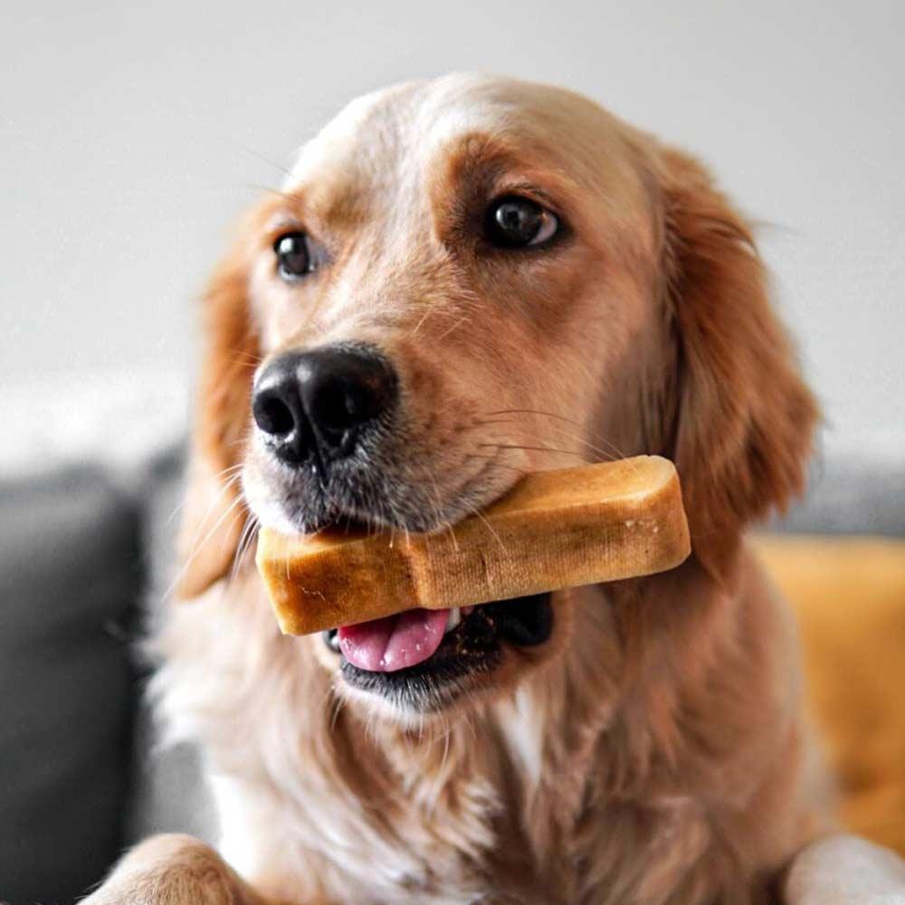 Golden retriever holding Himalayan yak chew dog treat on couch