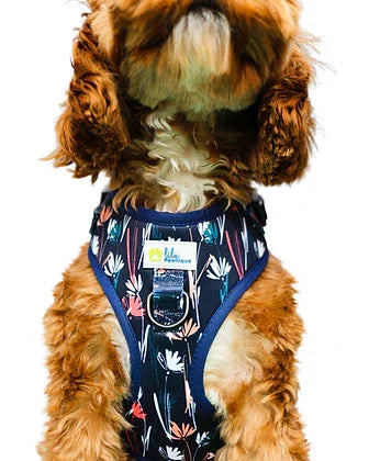 Small brown dog wearing a floral-patterned blue harness, front view, white background