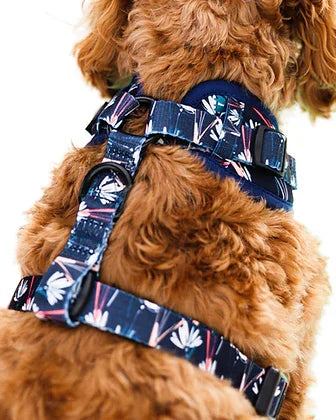 Brown dog wearing a blue floral print harness with adjustable black buckles
