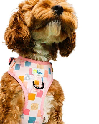 Small brown dog wearing a colorful geometric-pattern dog harness on white background