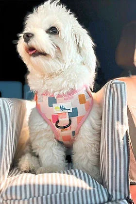 Small white fluffy dog in a patterned pink harness sitting in striped car booster seat