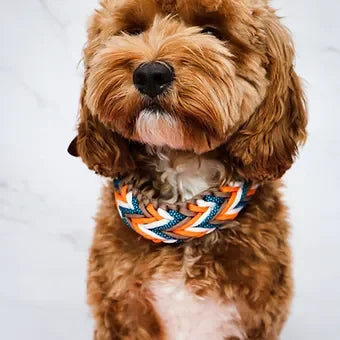 Brown curly-haired dog wearing a blue, orange, and white braided collar