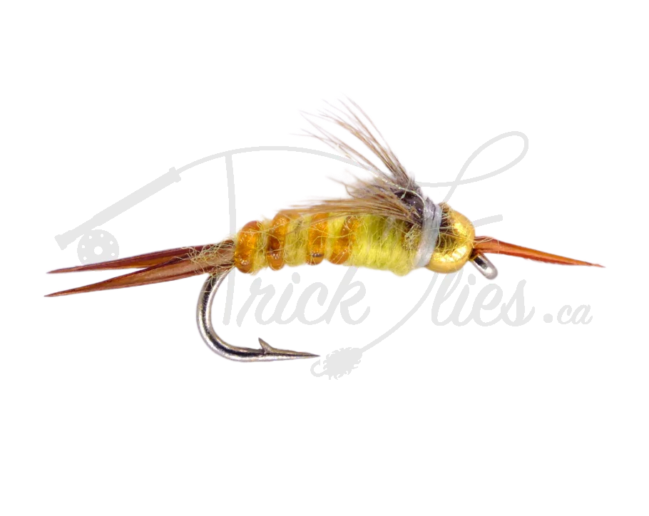 Micro Golden Stone fly fishing nymph with golden segmented body and brown tails on a hook
