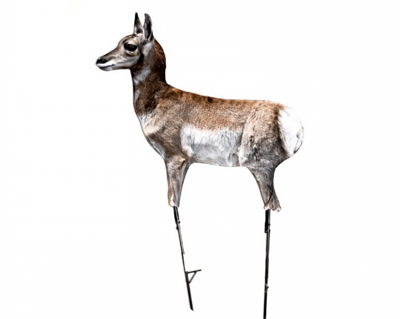 Antelope fawn decoy with brown and white fur and ground stakes, on white background