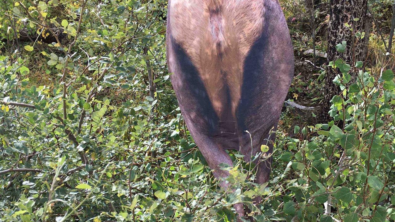 Realistic elk decoy set mounted on tree in dense green forest brush