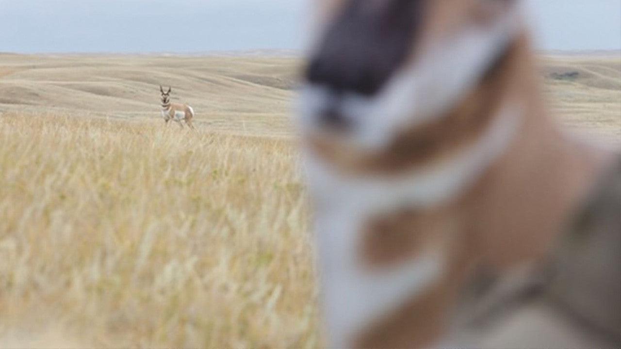 Hunter uses antelope decoy in open grassland with antelope in the distance
