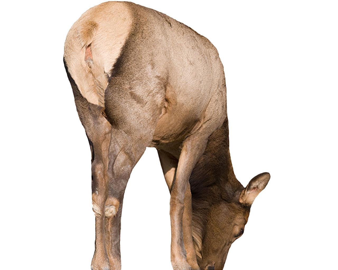 Elk grazing on white background, brown fur, wild animal side view