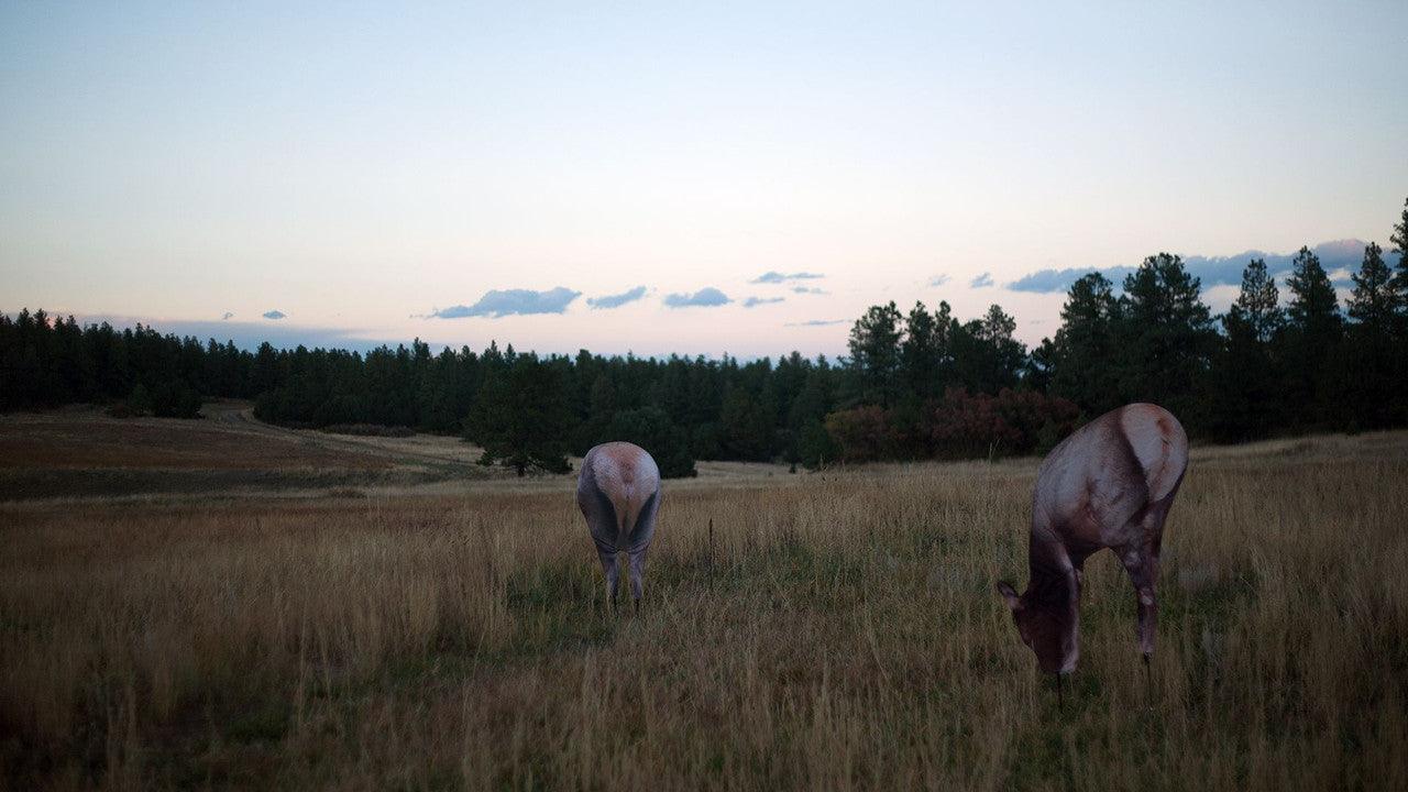 Feeding elk decoy in grassy field at dusk near forest edge, realistic hunting decoy