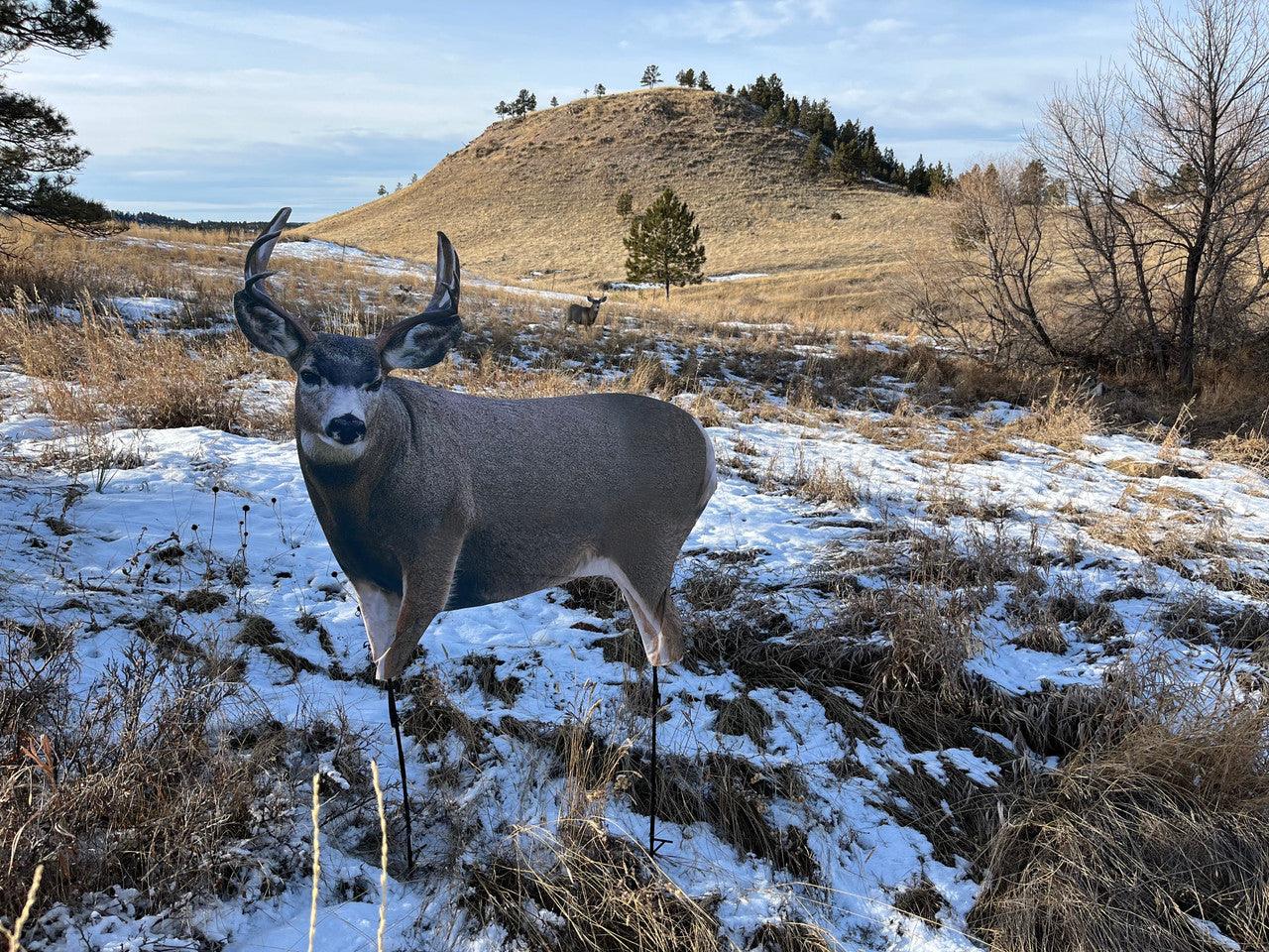 Mule deer buck decoy in snowy grassland with hills and sparse trees in the background