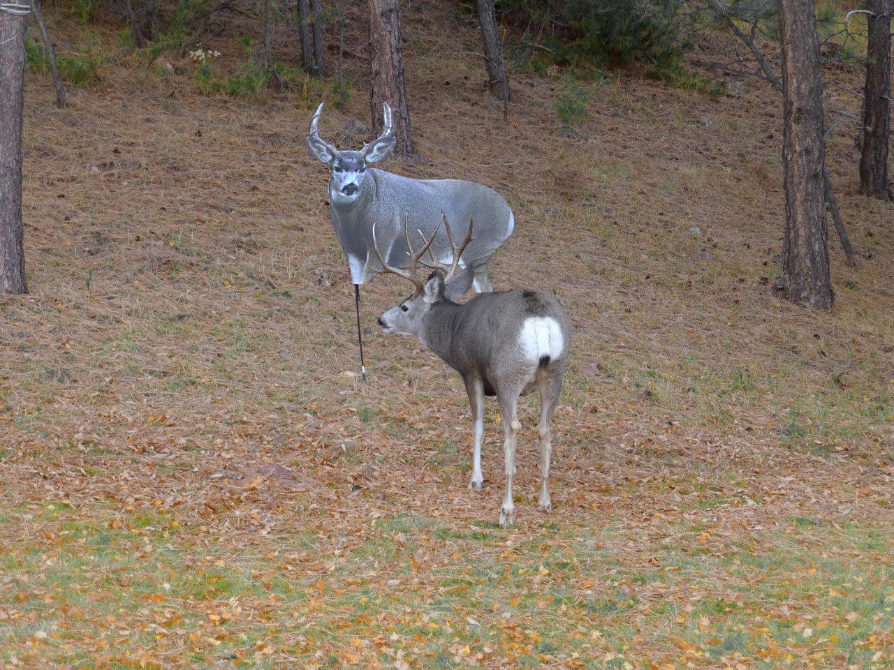 Mule deer buck near a deer decoy in a pine forest clearing with autumn leaves.