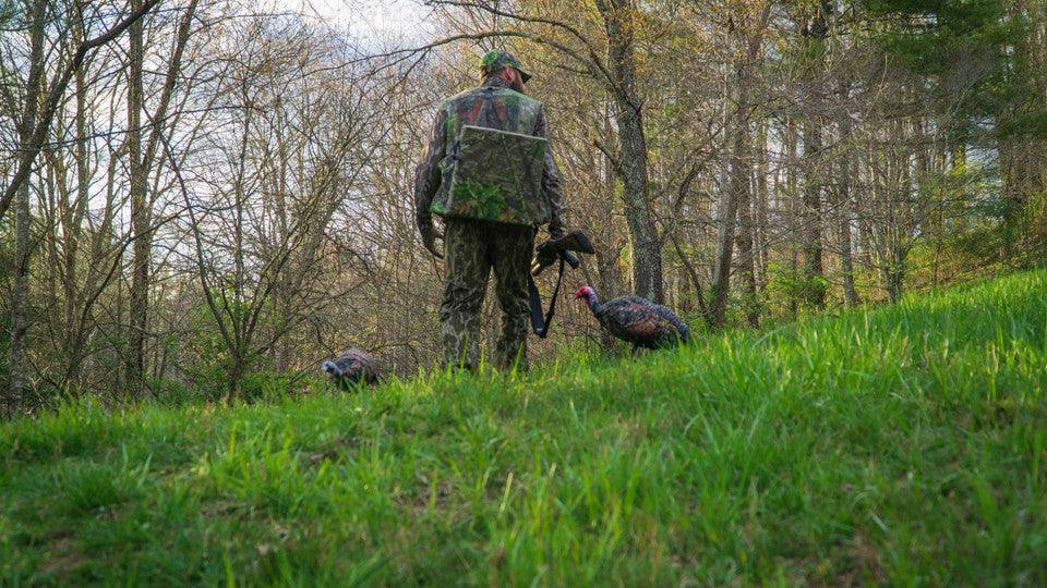 Hunter in camouflage placing turkey decoys on grassy hillside, spring forest setting