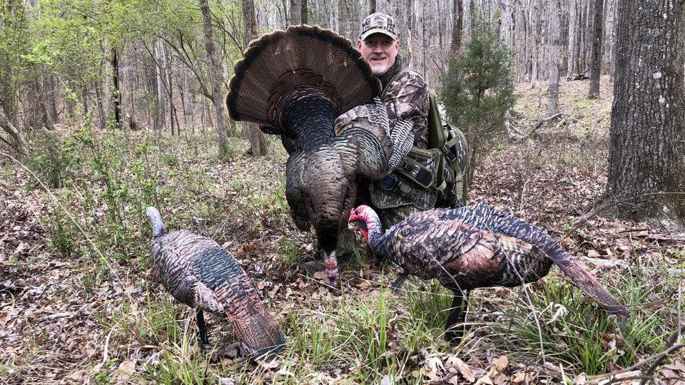 Hunter in camouflage with wild turkey and turkey decoys in a wooded outdoor setting.