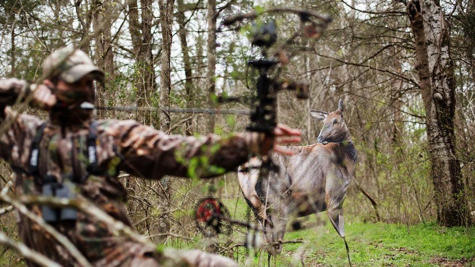 Bowhunter in camouflage aiming at elk decoy in forest during hunting season