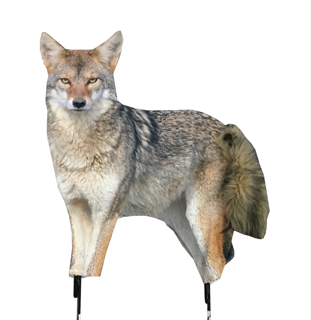 Realistic coyote decoy with metal stakes on white background for garden pest control