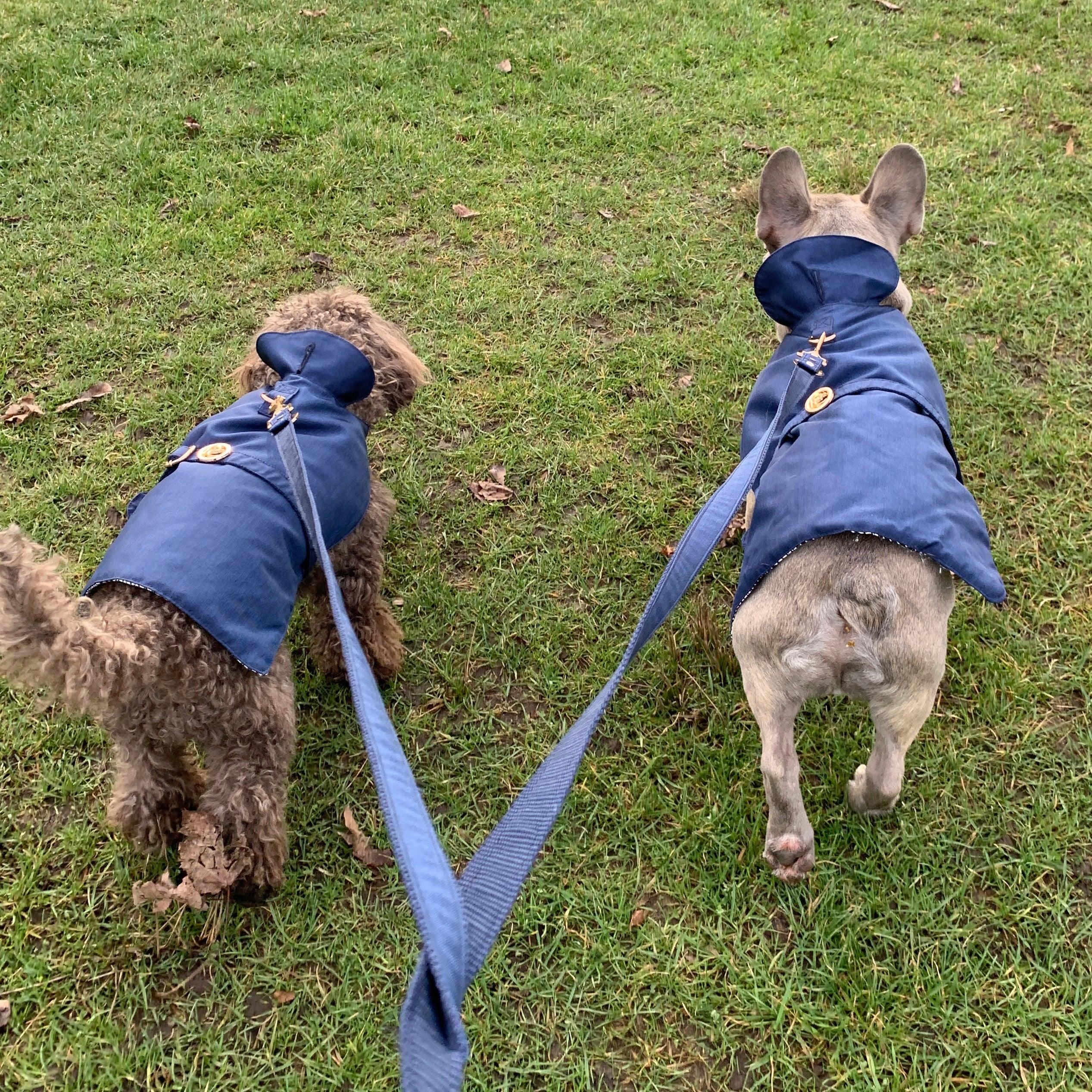 Two dogs on leashes wearing matching blue jackets walking on grass