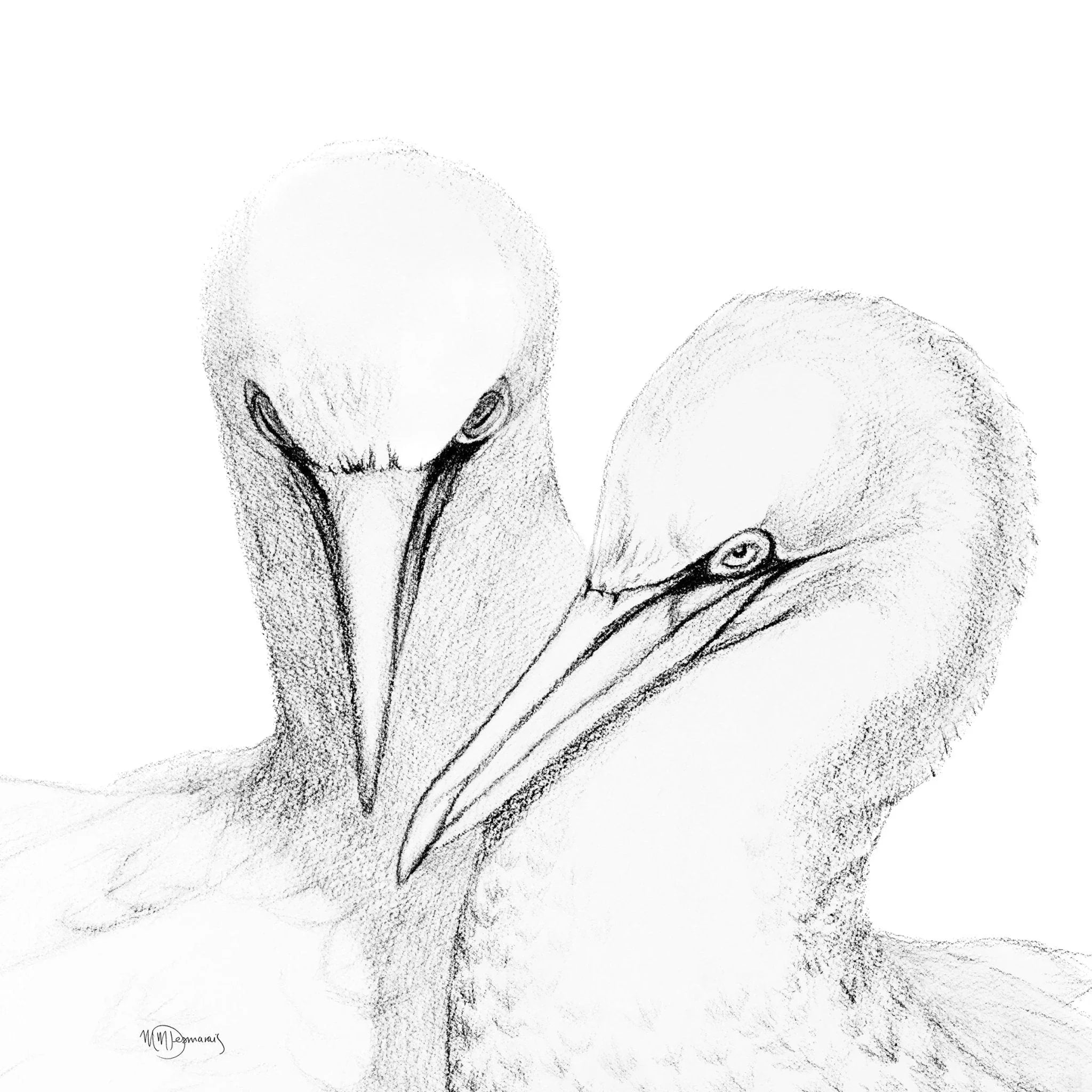 Northern gannet illustration showing two birds in detailed pencil sketch style