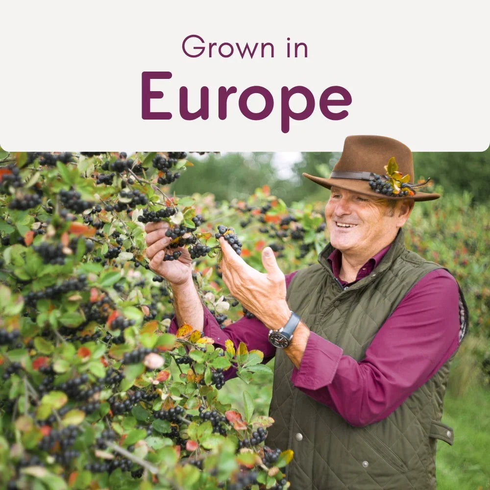Man harvesting aronia berries in a European farm, smiling among bushes with ripe fruit.