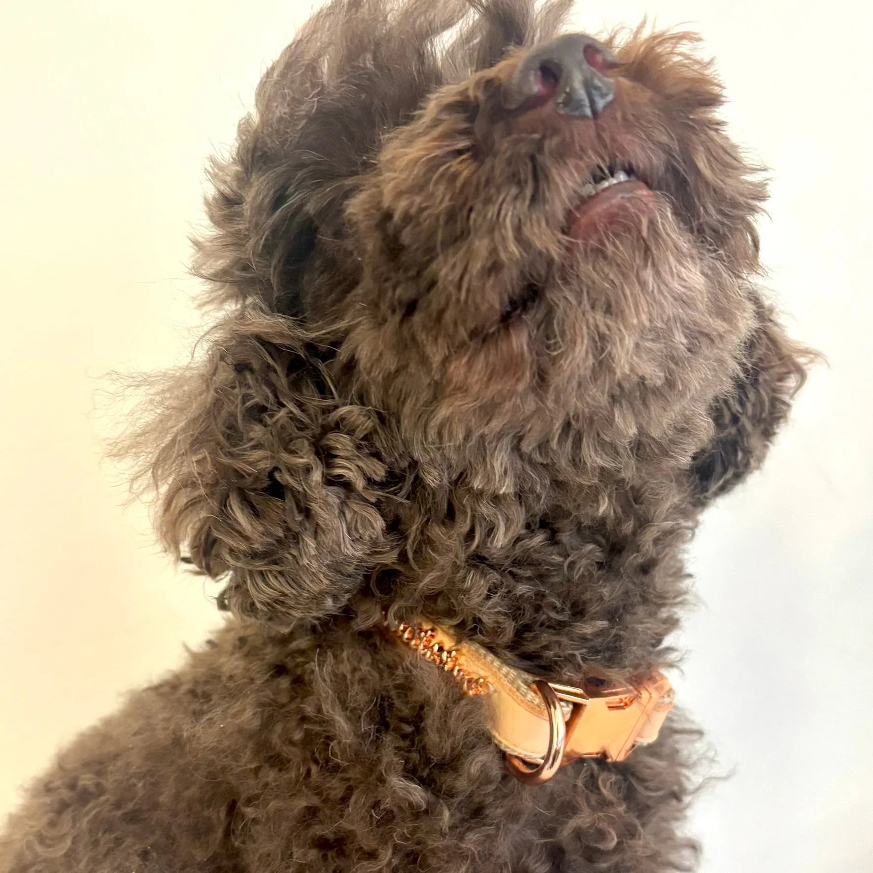 Brown curly dog wearing a gold collar, close-up on white background